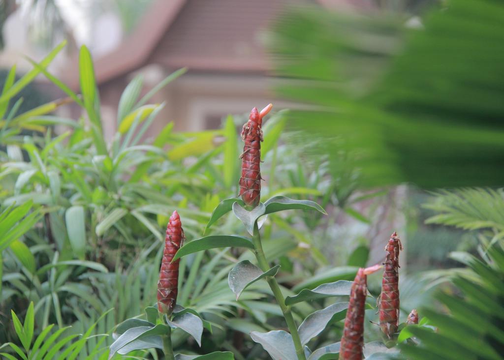 Starry Angkor Hotel Siem Reap Zewnętrze zdjęcie